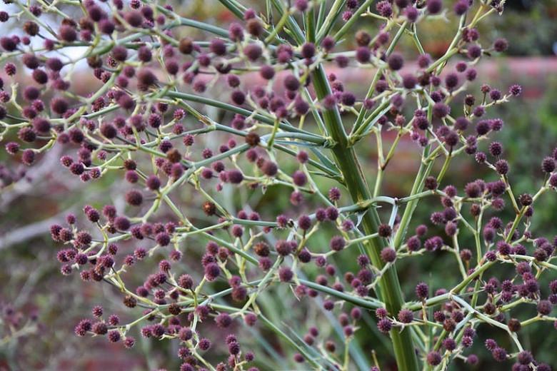 Eryngium pandanifolium, Giant Sea Holly, Giant Eryngo, Purple flowers, Purple perennials